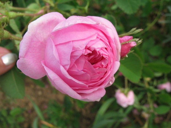 Аня Иванова