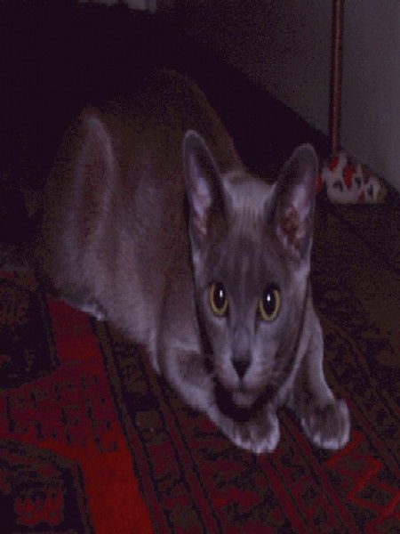 Виктория Стумбрене