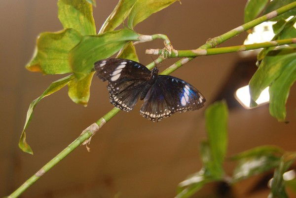 Наталия Маховская