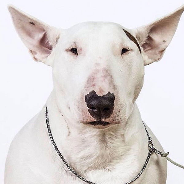 Николай Дорофеев