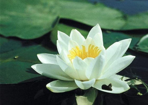 I_N_N_A_ P_O_L_A_P_A