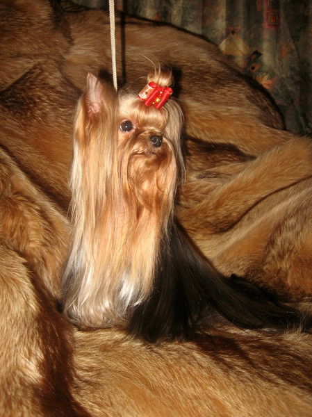 Маргарита Си