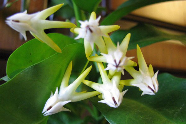 Виктор Быньков