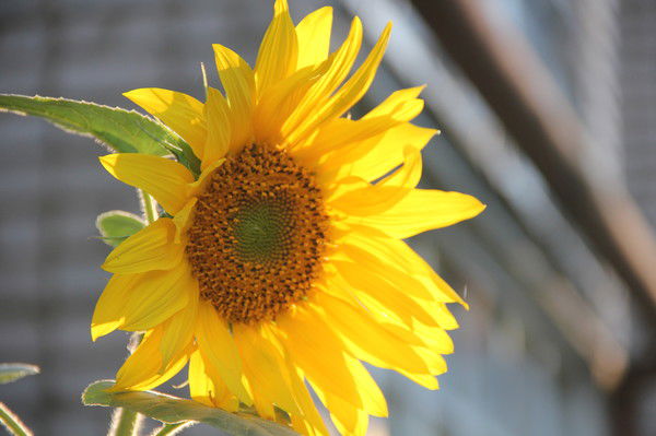 Римма Нургалеева