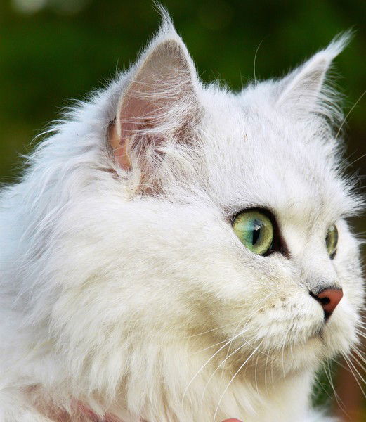 Ирина Фоминцева