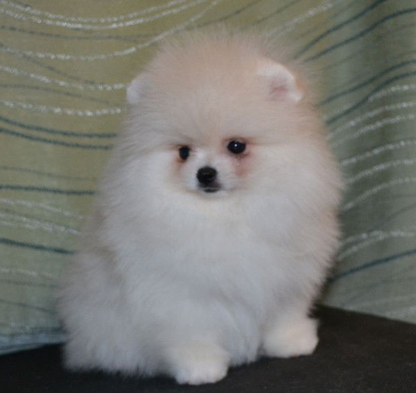 Михаил Винокуров