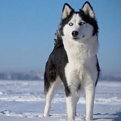 Санёк Галычый