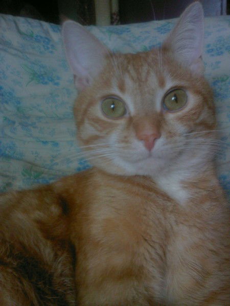 Валентин Матвеев