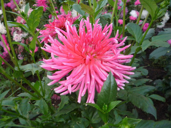 Татьяна Михеева