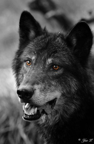 Игор Иванов