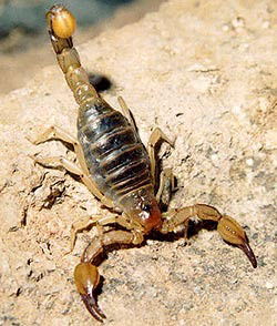 Сергей Лыков