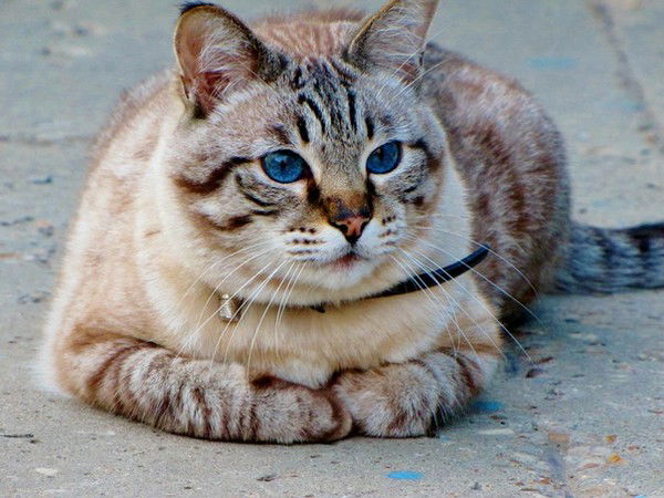 Антонина Талеева