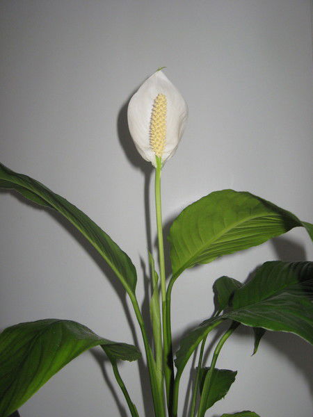 Ирина Березина