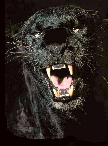 Галинка Тгв