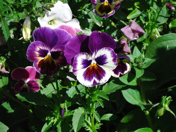 Неля Усенова