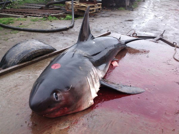 Алексей Попов