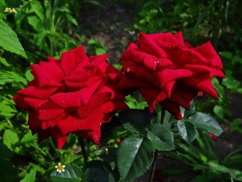 Наталья Гончарова