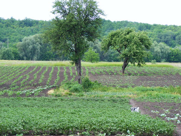 Александр Пинчук