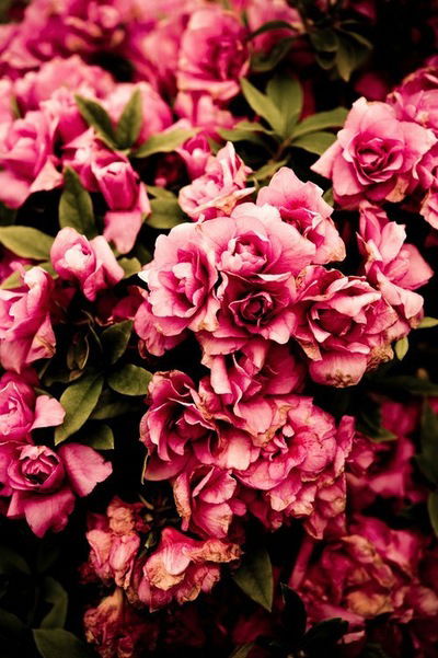 Арина Манакова