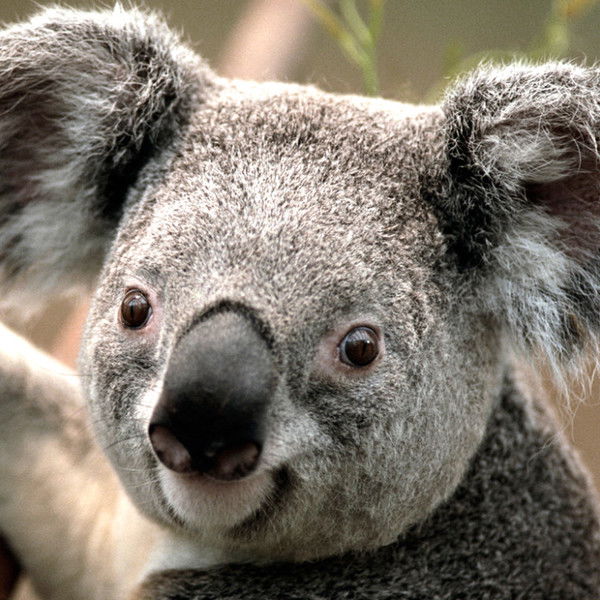 Мария Колмакова