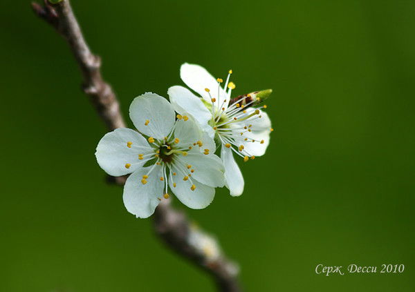 Амина Оздоева-Муталиева