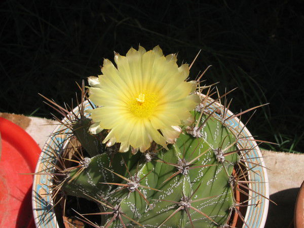 Валентина Карташева