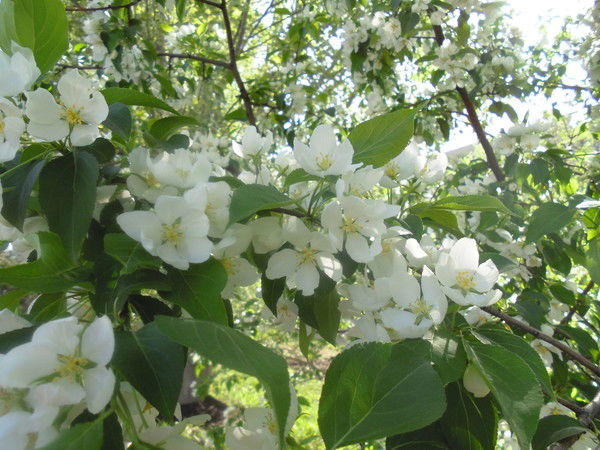 Гульназ Хисамутдинова