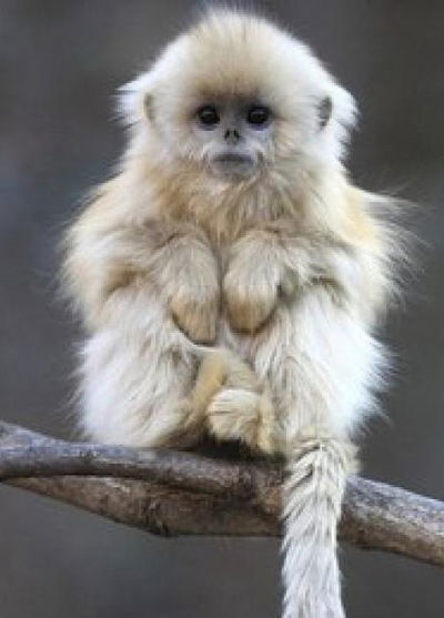 Алексей Гаврилов