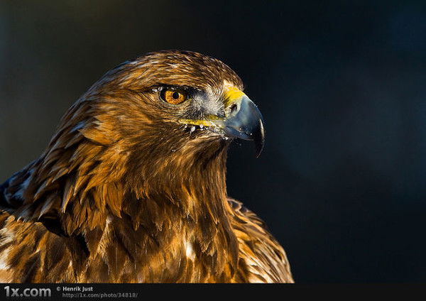 Ростислав Орлов