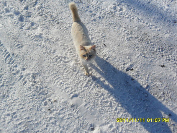 Андрей Тарасин