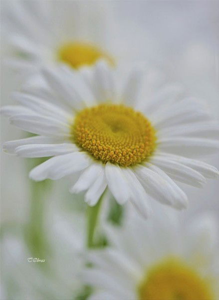 Алла Синкевич