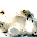 Александр Костенко