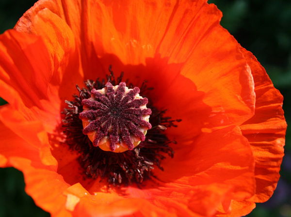 Ольга Воробьева