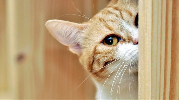 Святослав Вакулин