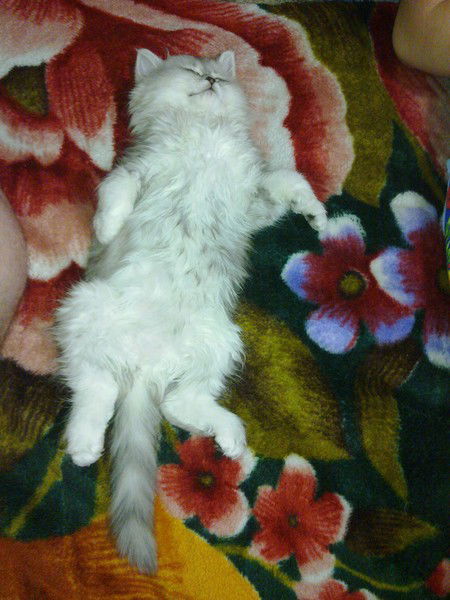 Василий Вольман