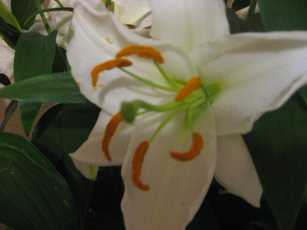 Лилия Крякина