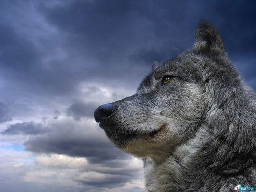 Игорь Ткачев