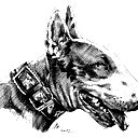 Bull Terrier