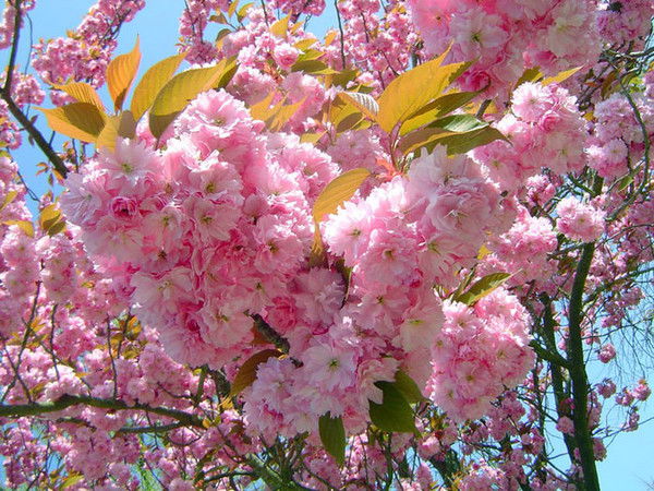 Валентина Гурова