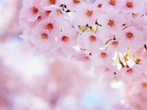 Елена Андриашина