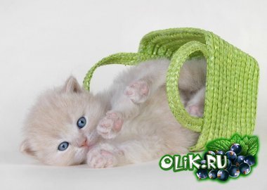 Гюльгязь Велиева