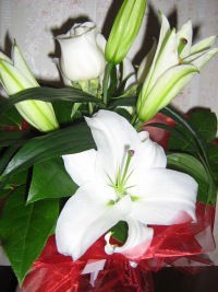 Елена Соколова