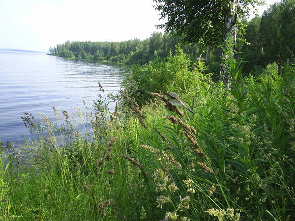 Ольга Кашшафутдинова