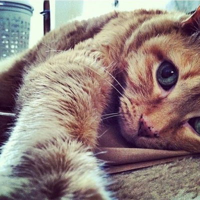 Дарья Бут-Гусаим