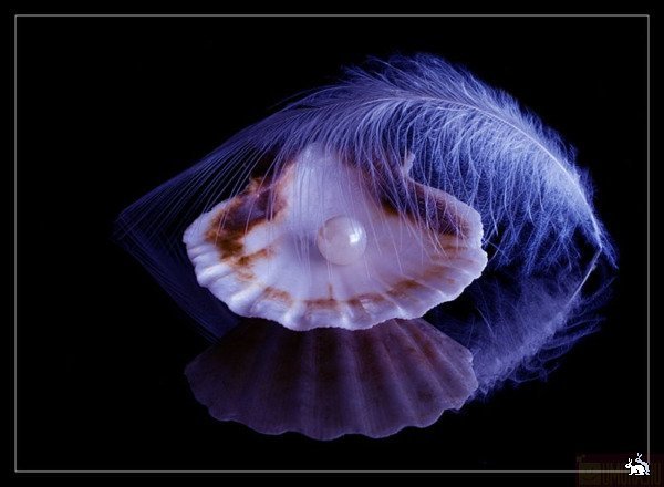 Жемчужина Драгоценная