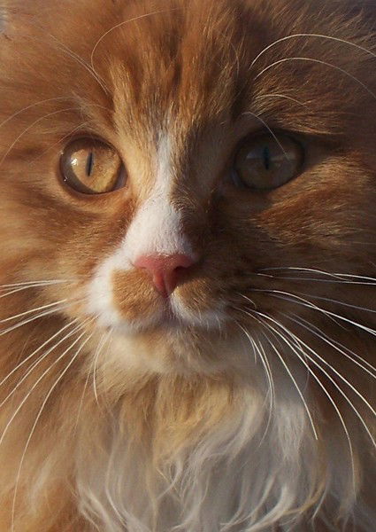 Светлана Капитанова