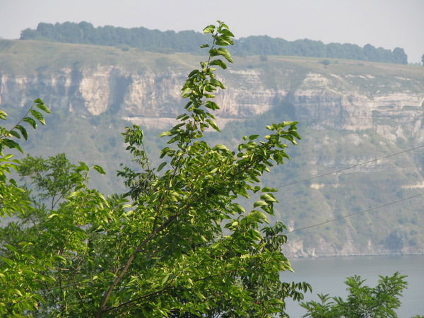 Алексей Невельский