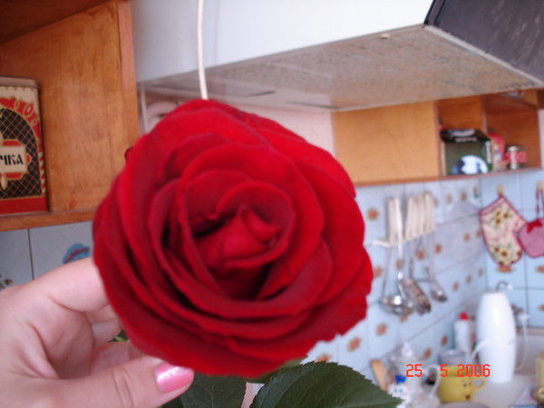 Юлия Рогожникова