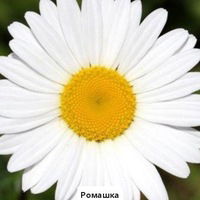 Лиза Колмыкова