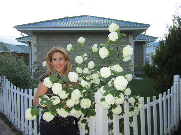 Наргис Ахмедова